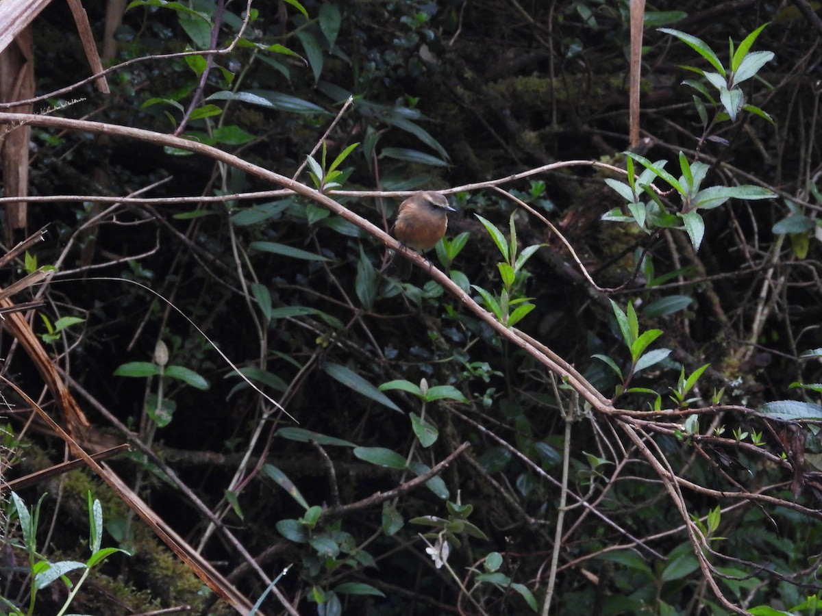 Brown-backed Chat-Tyrant - ML636166936