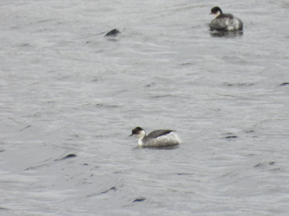 Silvery Grebe - ML636166953