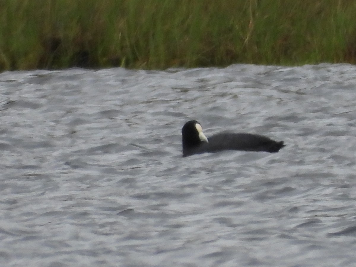 Slate-colored Coot - ML636166955
