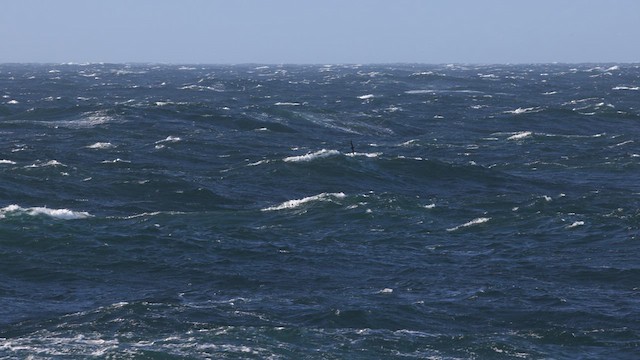 Manx Shearwater - ML636166994