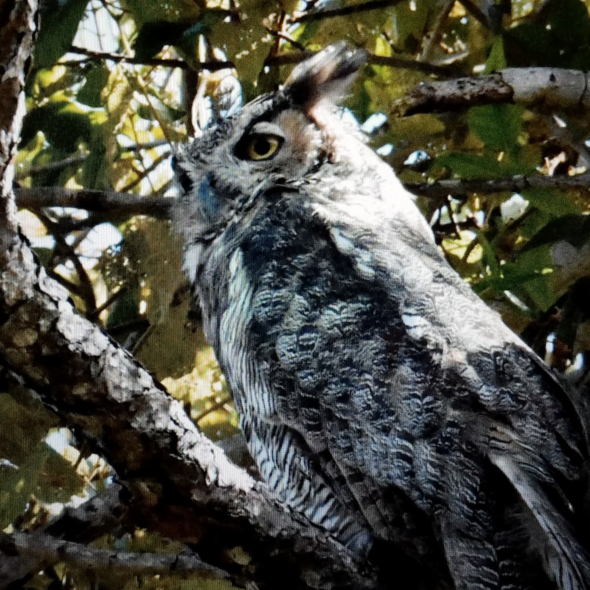 Great Horned Owl - Alberto Hernandez