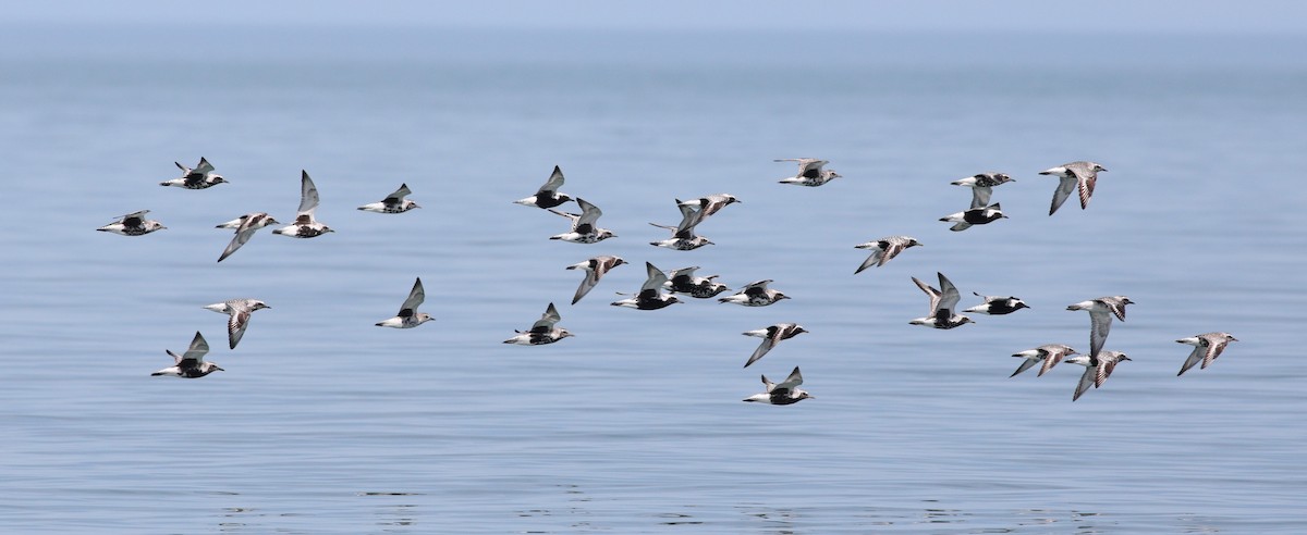 kulík bledý - ML636167027