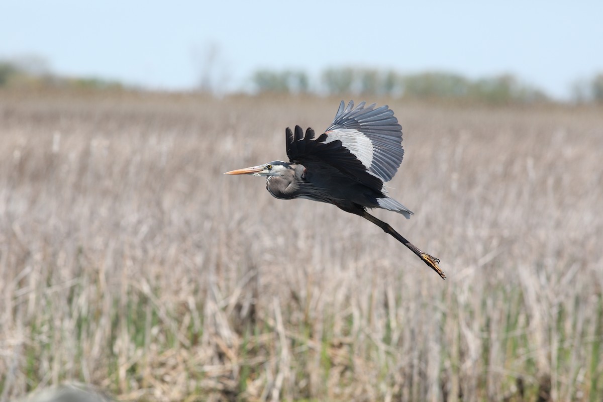 volavka velká - ML636167116