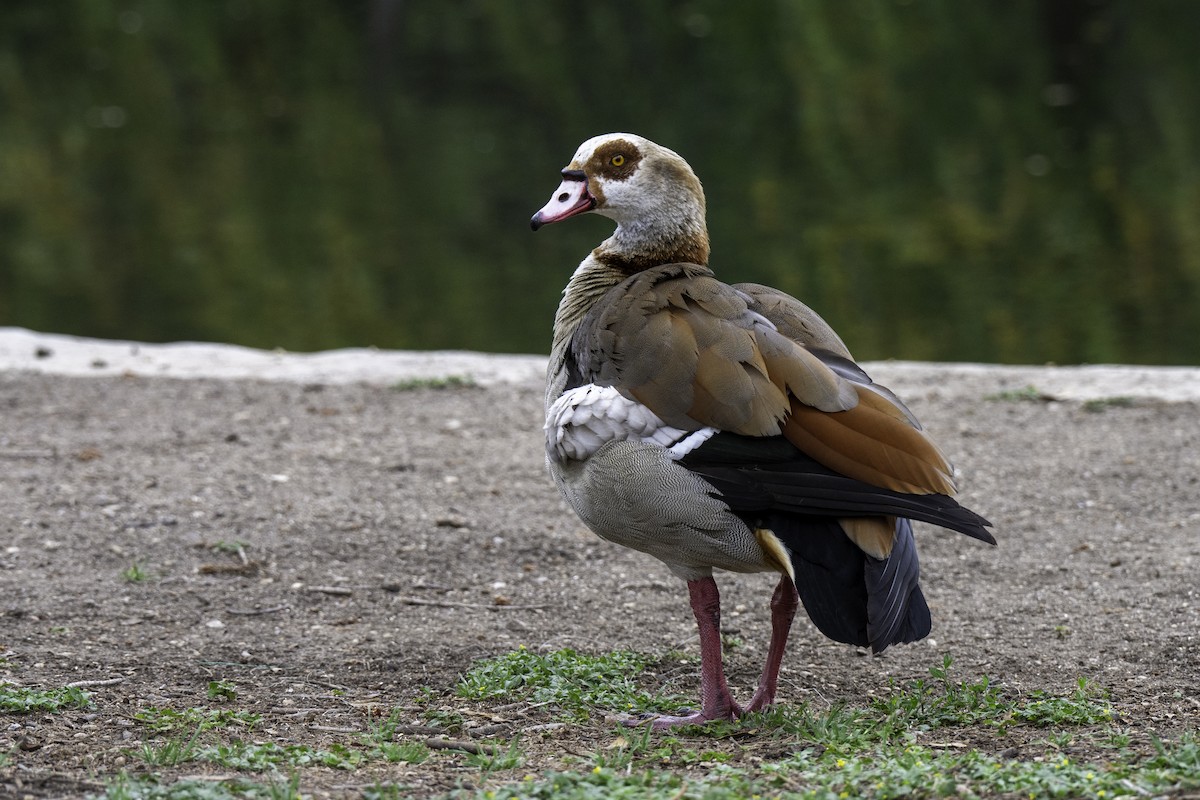 Egyptian Goose - ML636167123