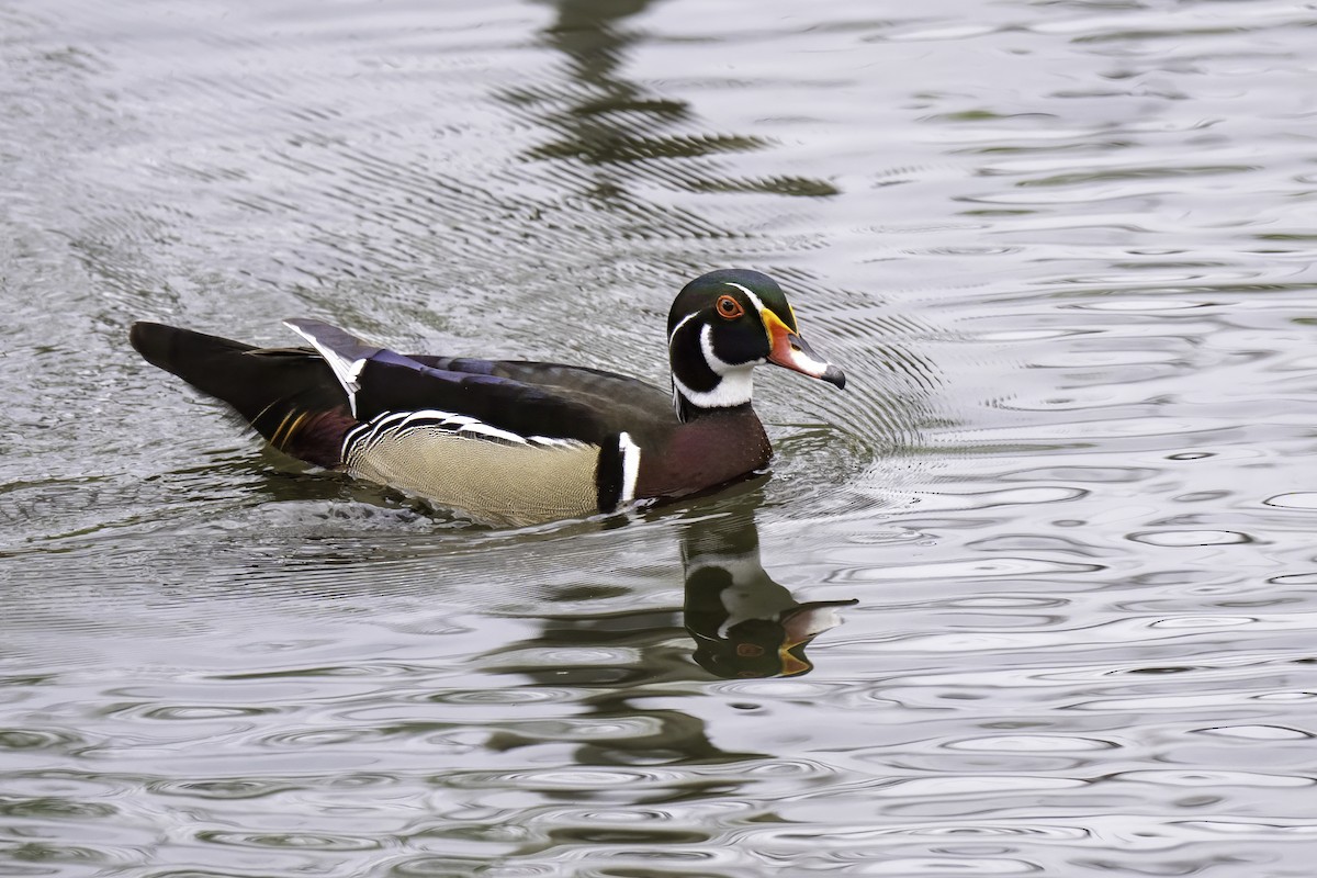 Wood Duck - ML636167147
