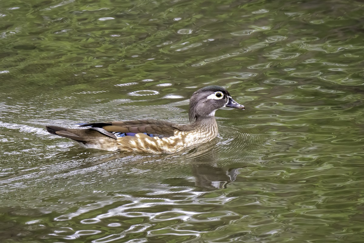 Wood Duck - ML636167148