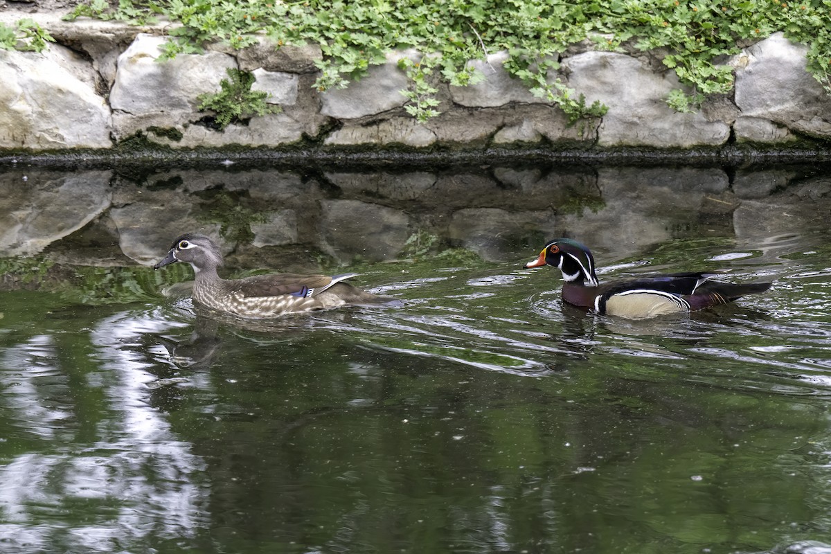 Wood Duck - ML636167149