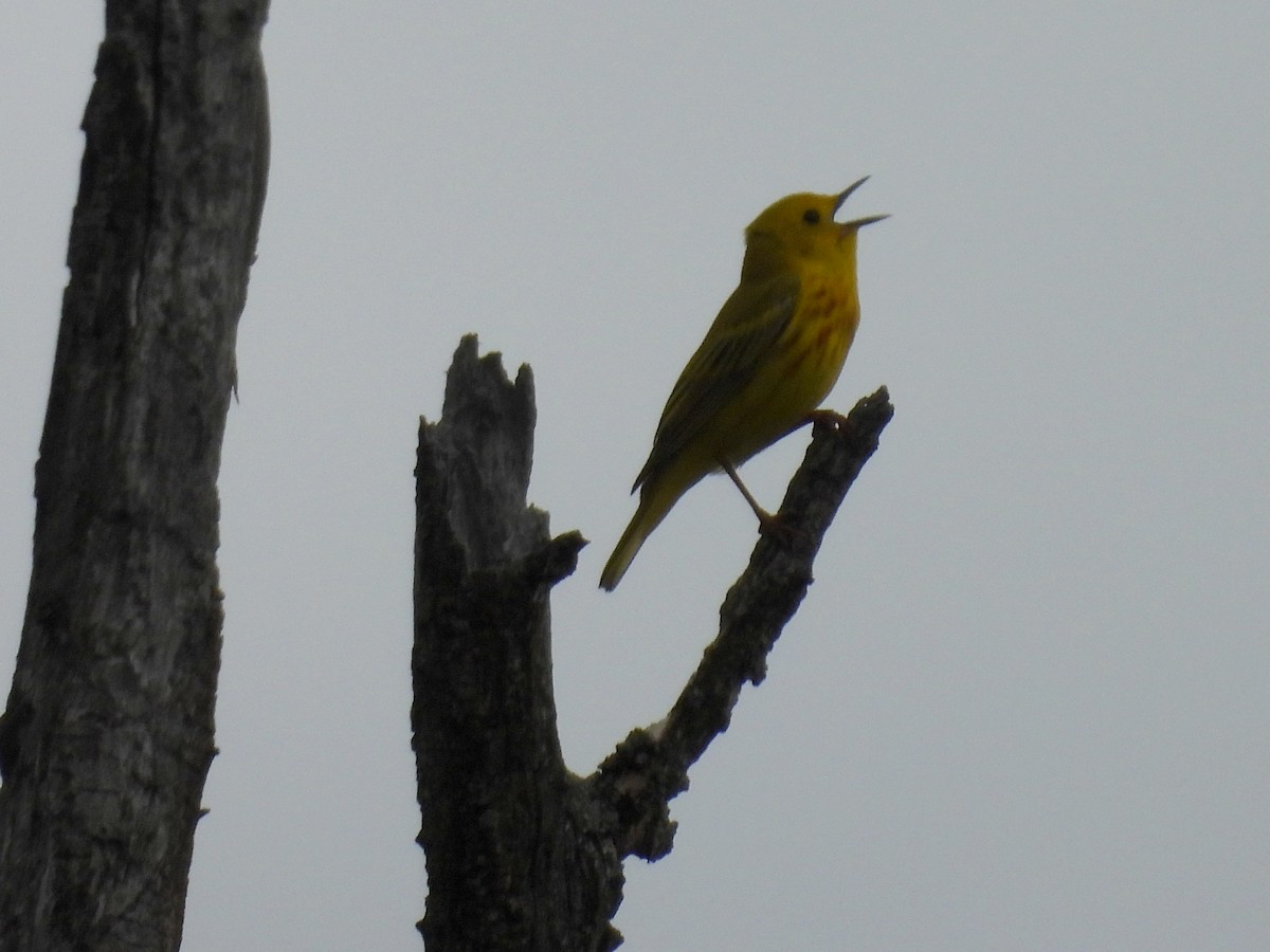 Yellow Warbler (Northern) - ML636167158