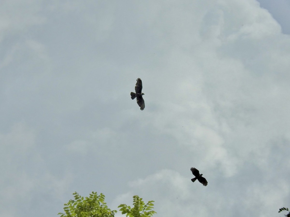 Black Baza - ML636167202
