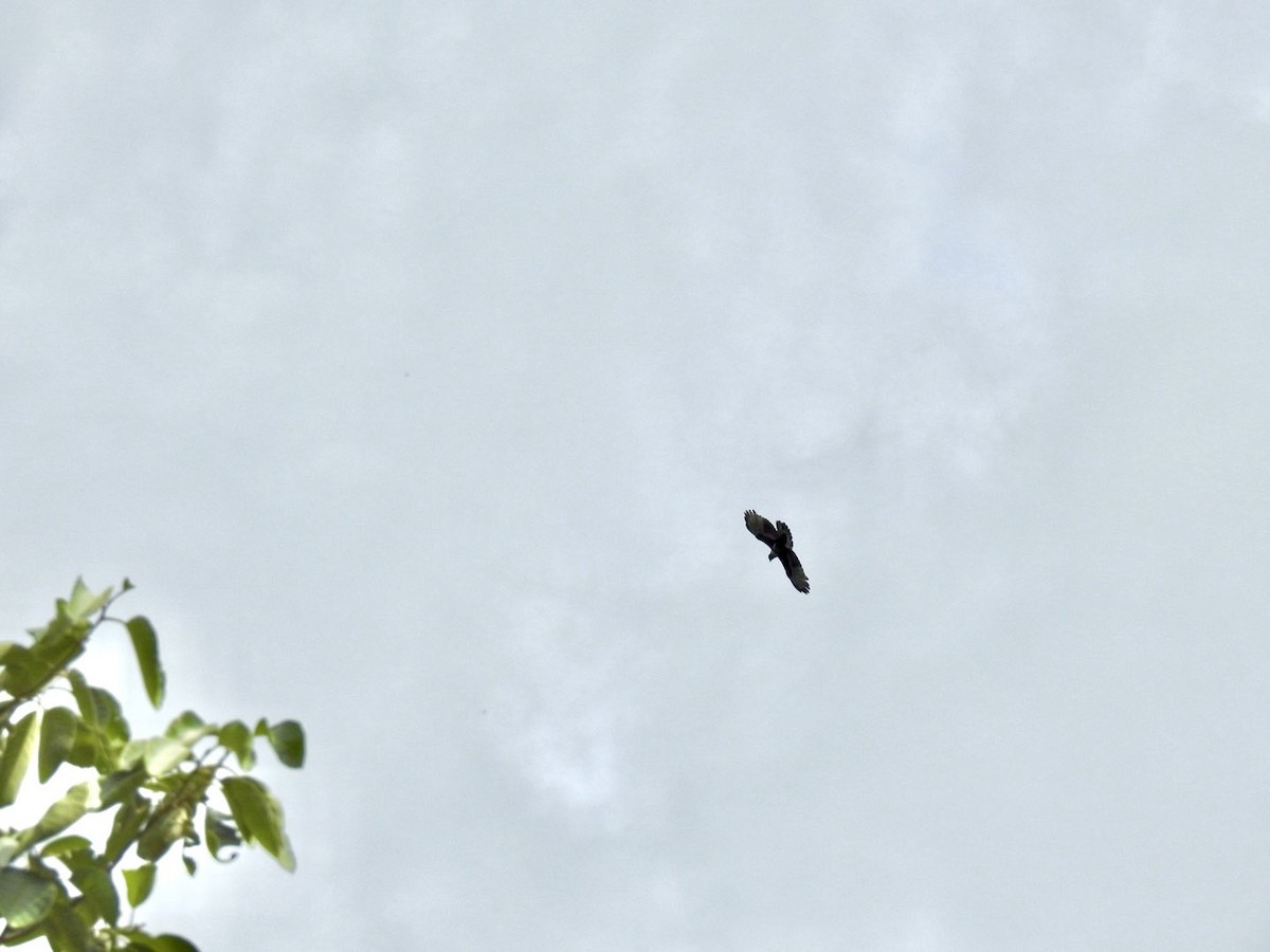 Black Baza - ML636167203