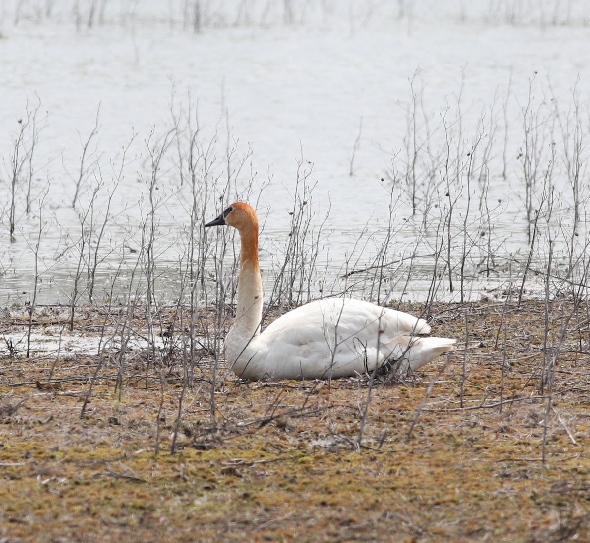 labuť trubač - ML636167214