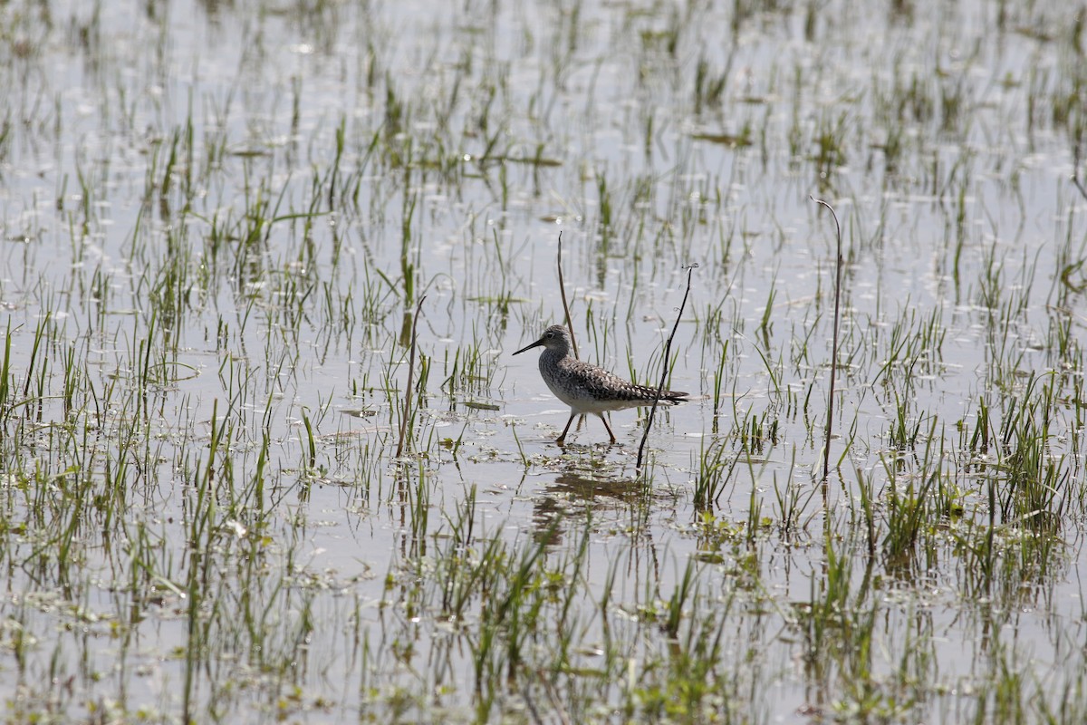 vodouš žlutonohý - ML636167242