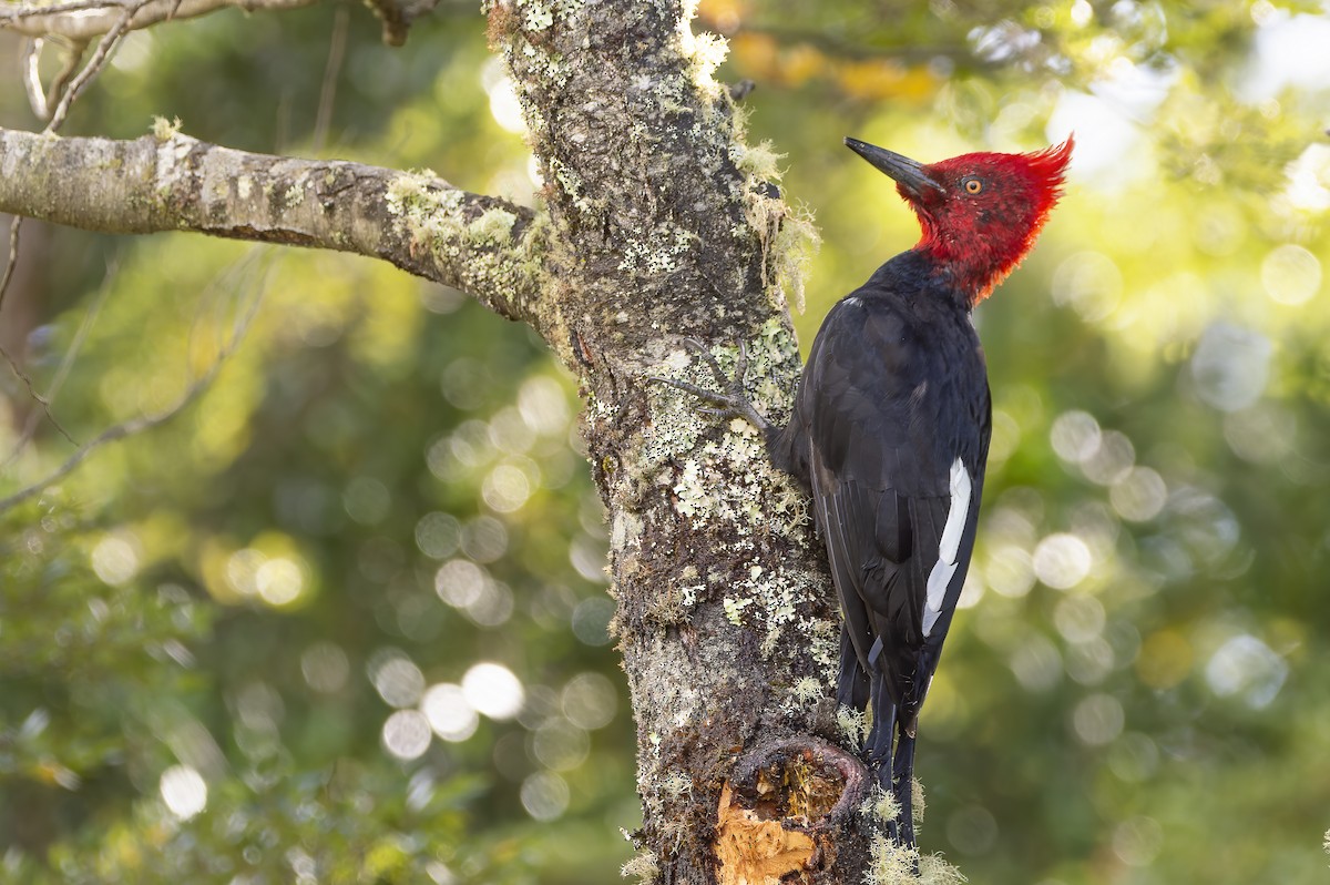 Magellanic Woodpecker - ML636167360