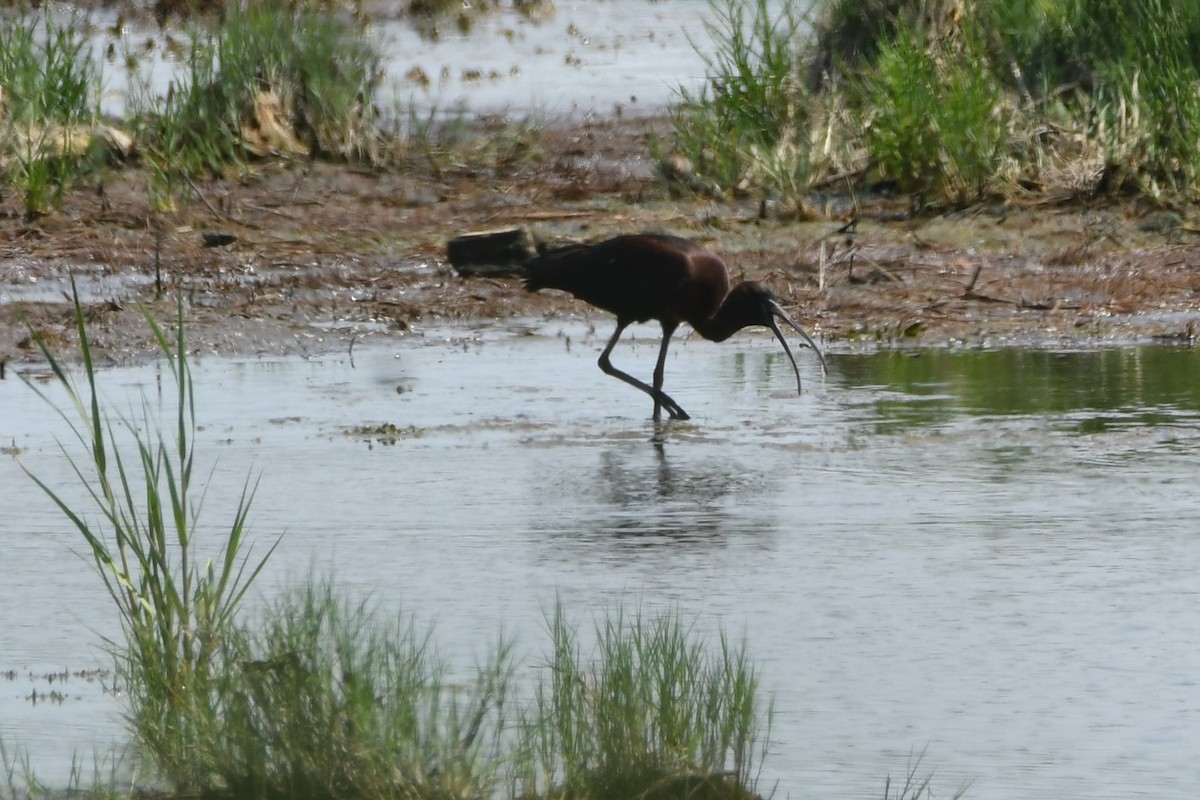 Glossy Ibis - ML63616741