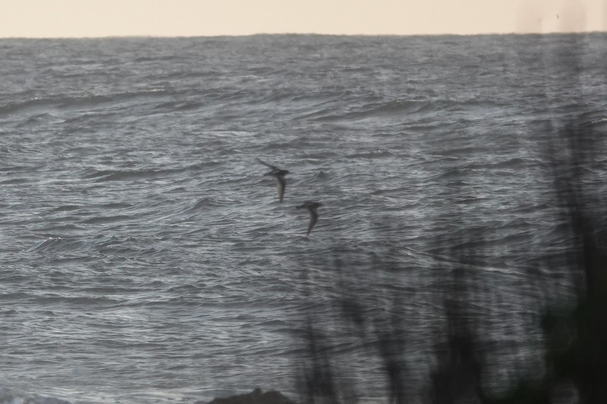 shorebird sp. - ML636167506