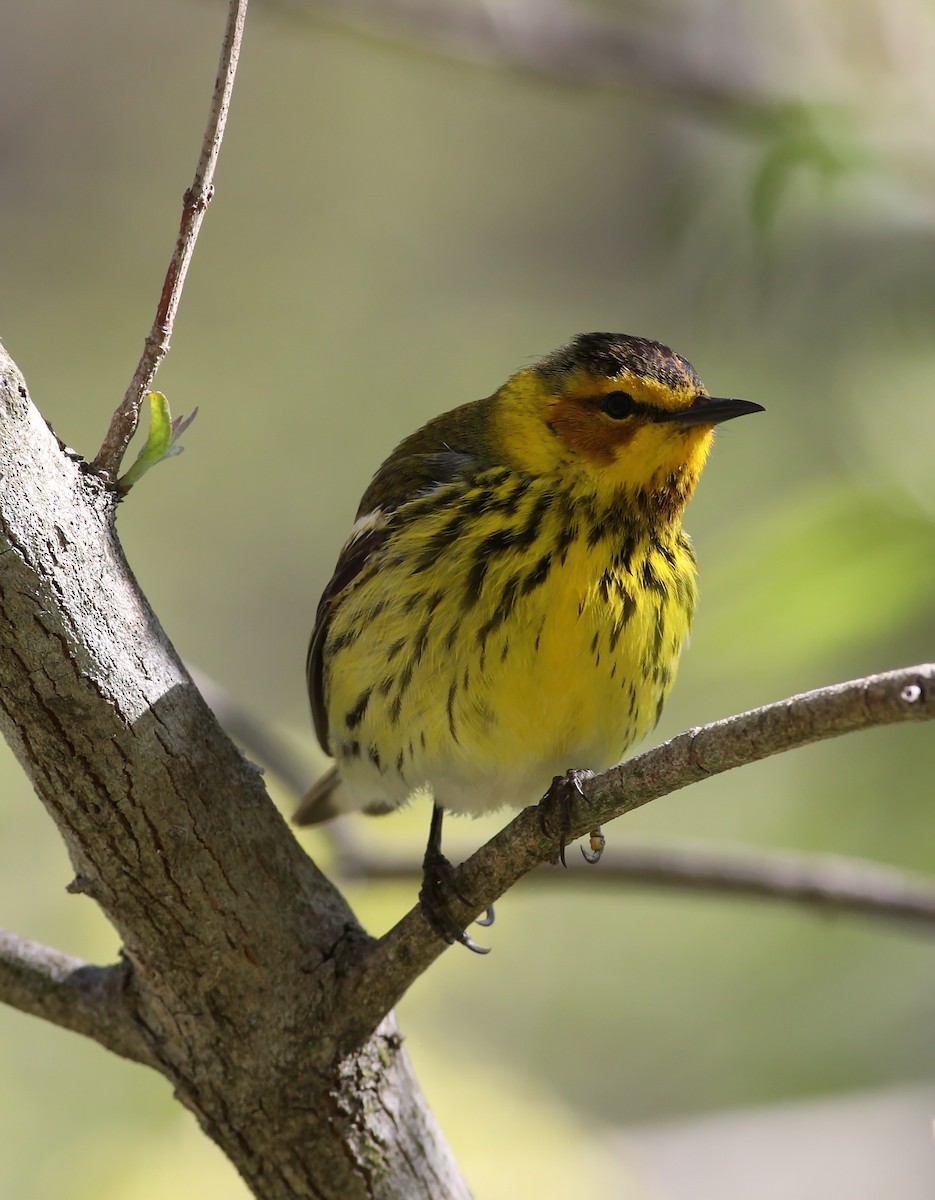 lesňáček skvrnitý - ML636167546