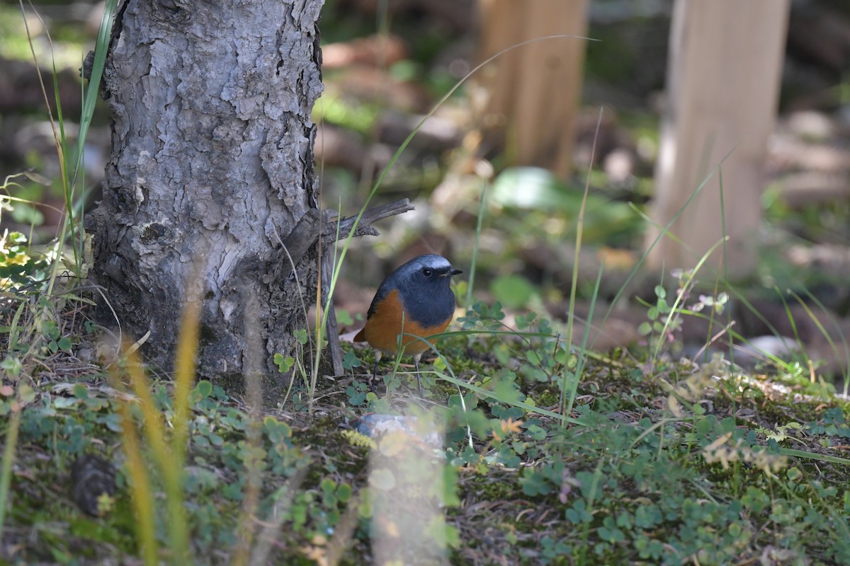 Hodgson's Redstart - ML636167571