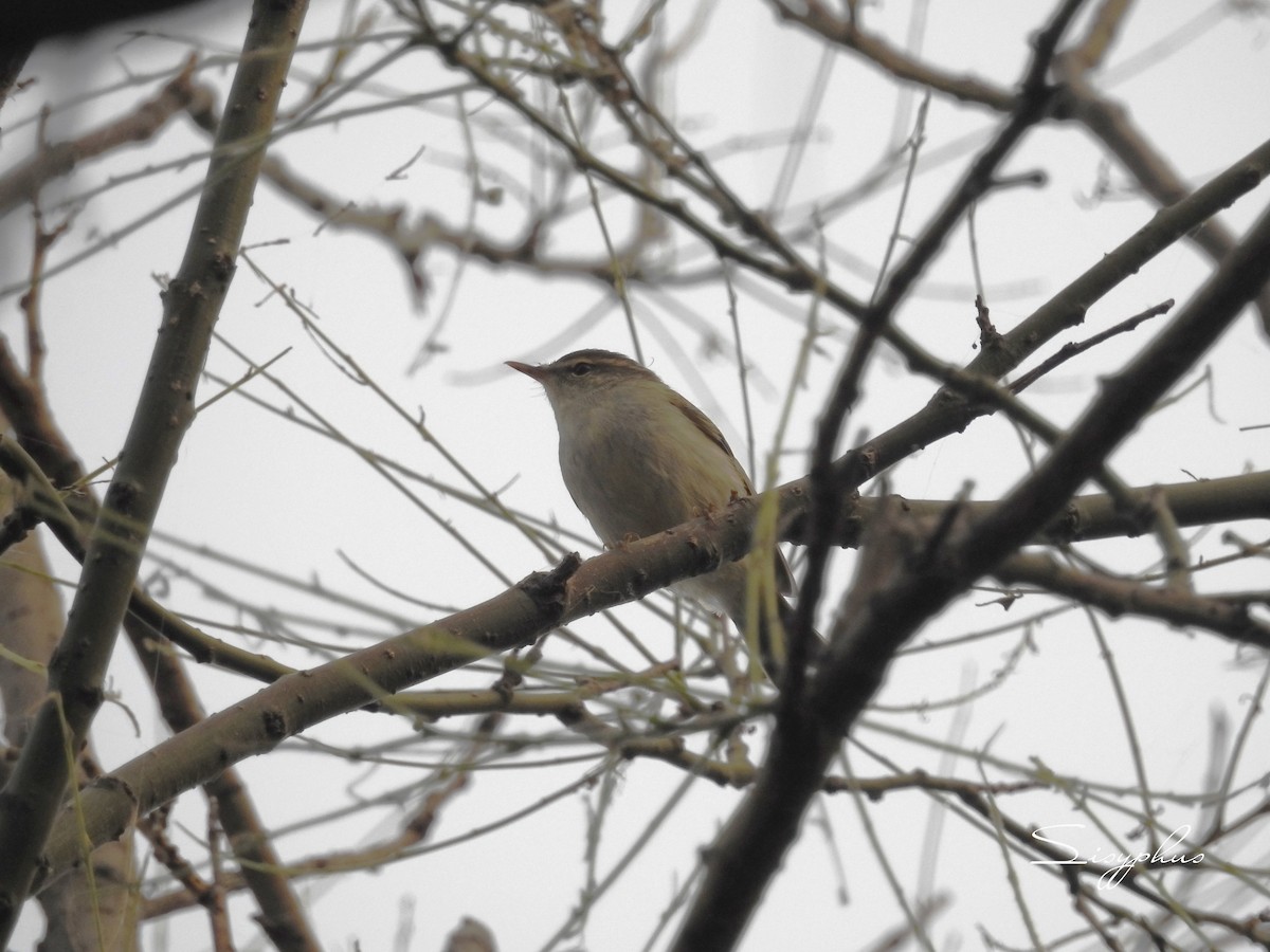 Two-barred Warbler - ML636167594