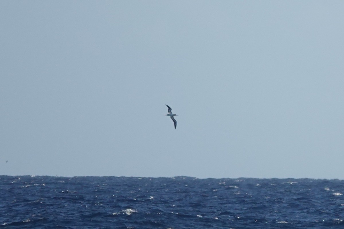 Red-footed Booby - ML636167625
