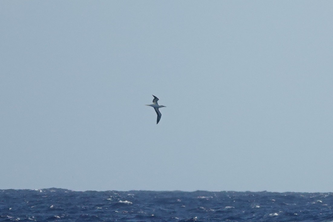 Red-footed Booby - ML636167631