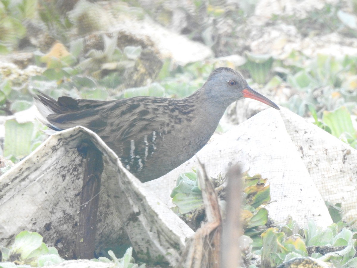 Water Rail - ML636167659