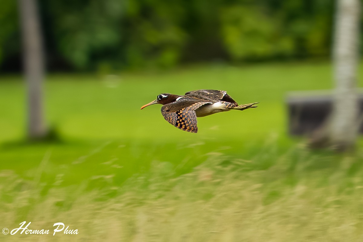 Өнгөт хараалжир - ML636167808