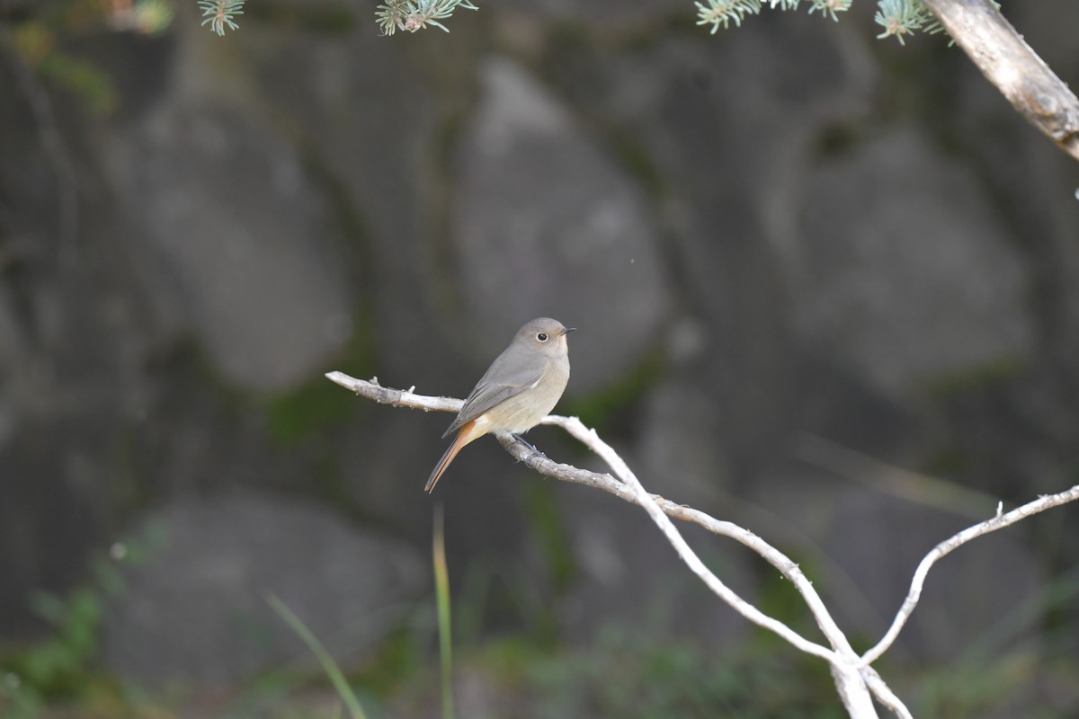 Hodgson's Redstart - ML636167834