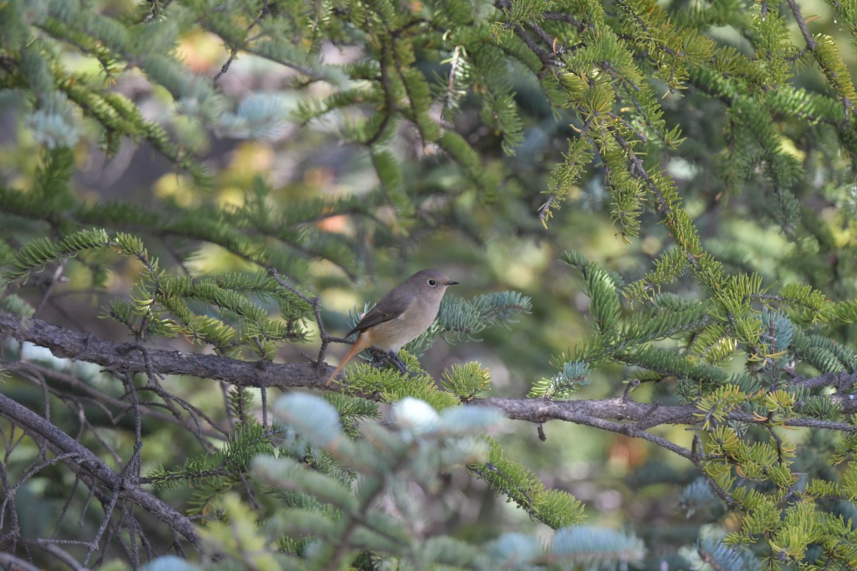Hodgson's Redstart - ML636167835