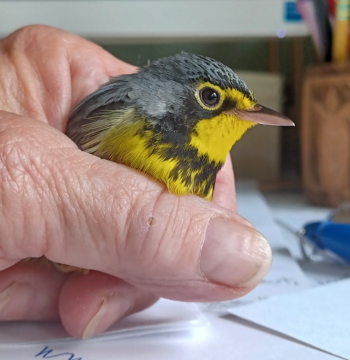 Canada Warbler - ML636167842