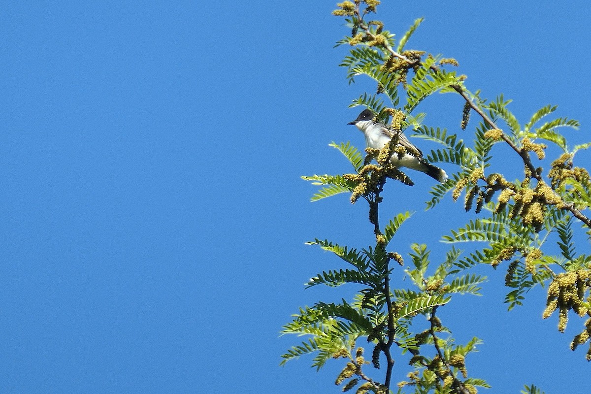 Eastern Kingbird - ML636167865