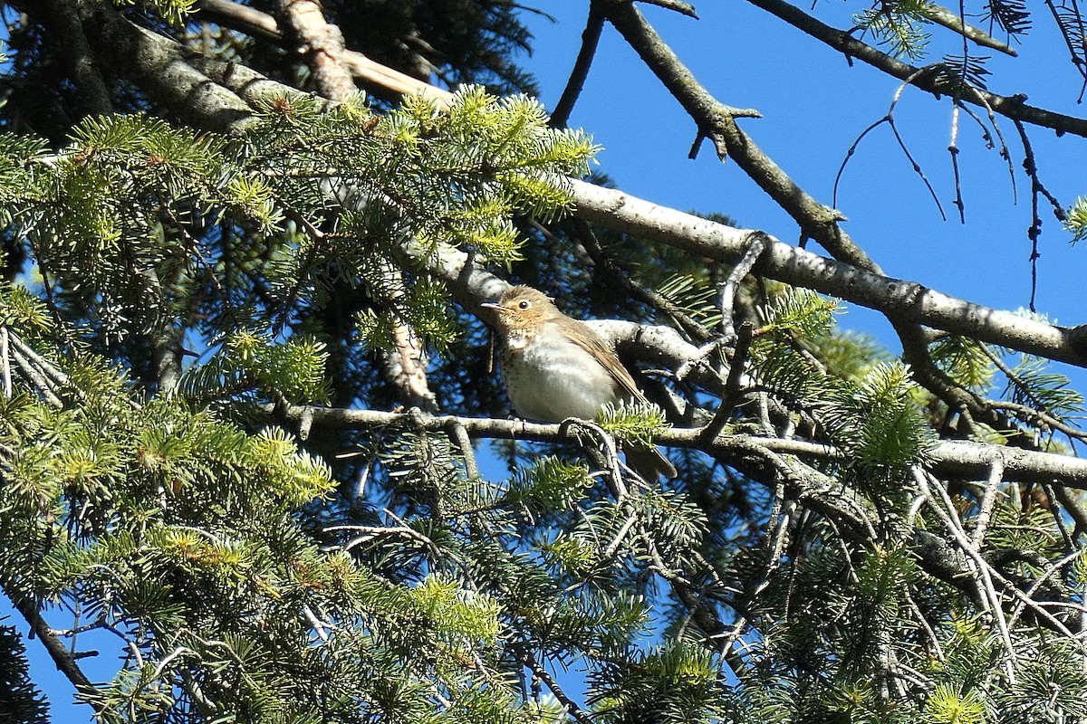 Swainson's Thrush - ML636167870