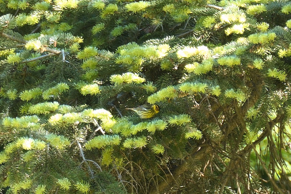 Cape May Warbler - ML636167879