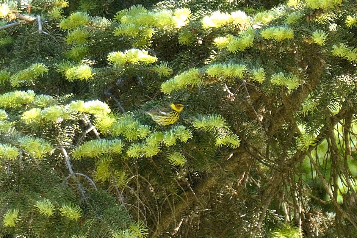 Cape May Warbler - ML636167883