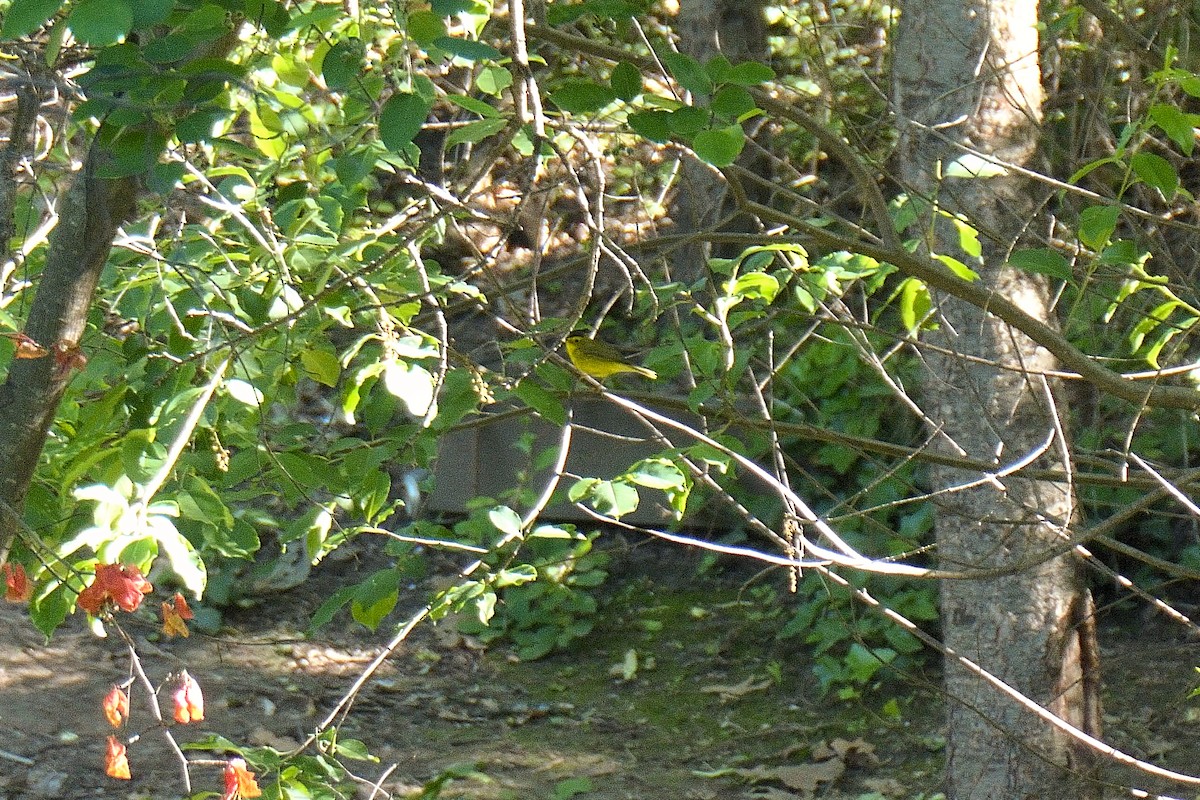 Wilson's Warbler - ML636167890