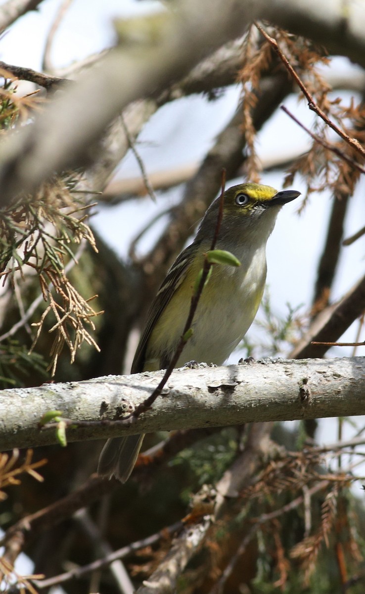 zelenáček bělooký - ML636167996