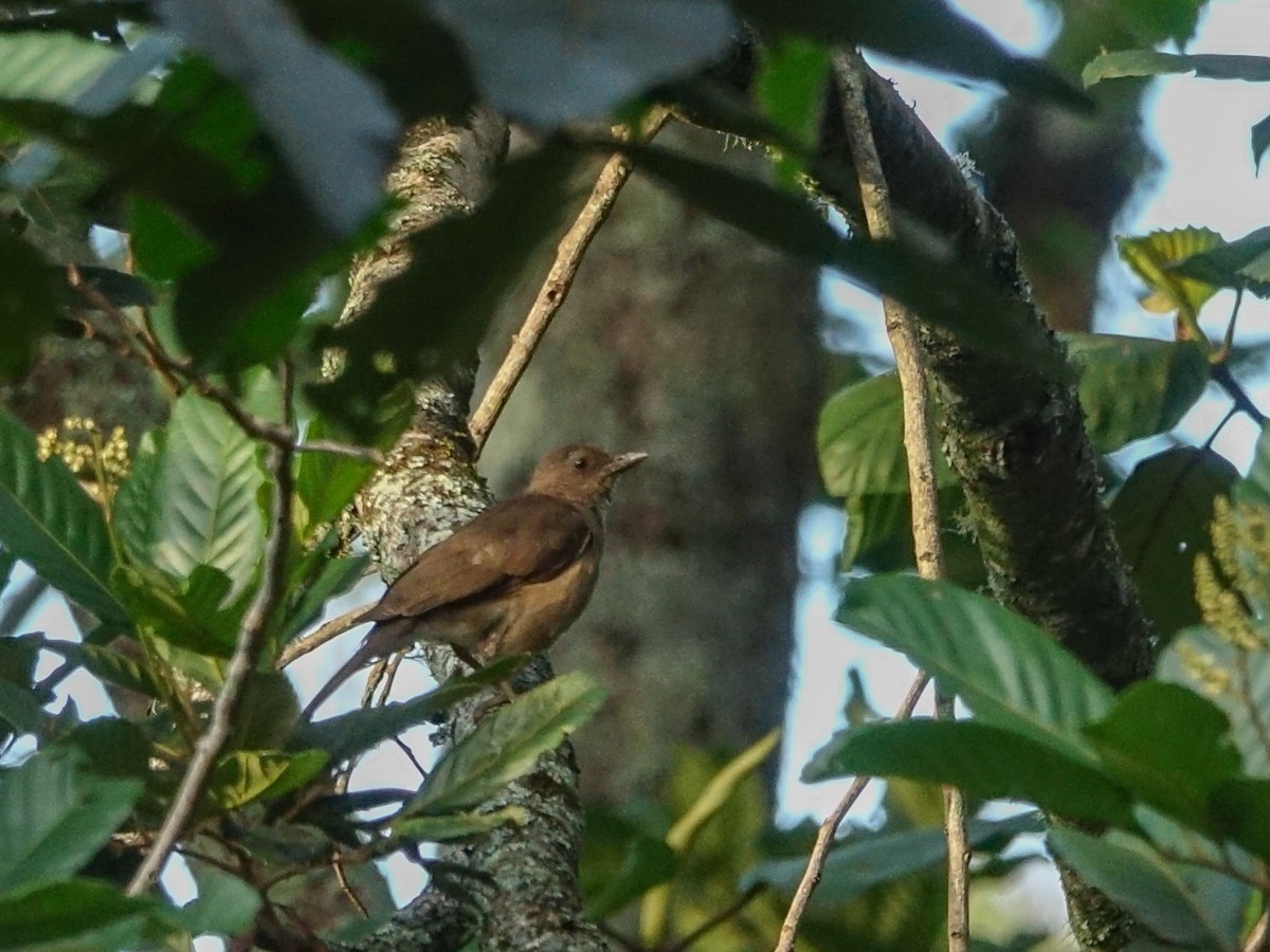 Cocoa Thrush - ML636168035