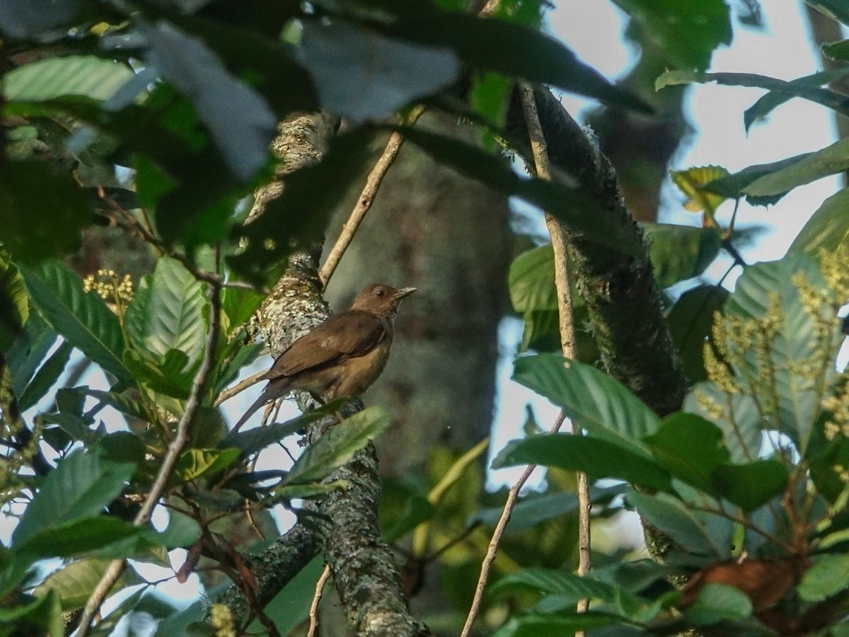 Cocoa Thrush - ML636168036