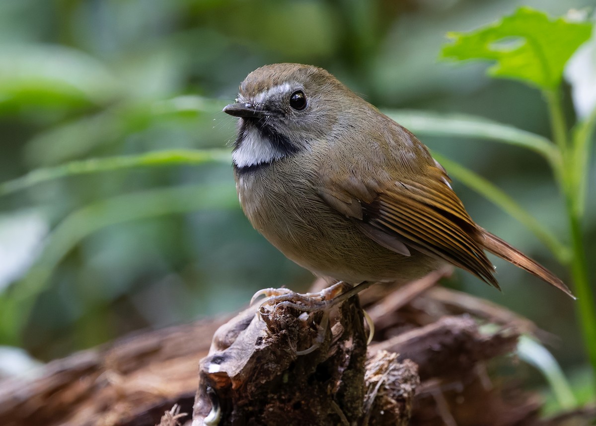White-gorgeted Flycatcher - ML636168053