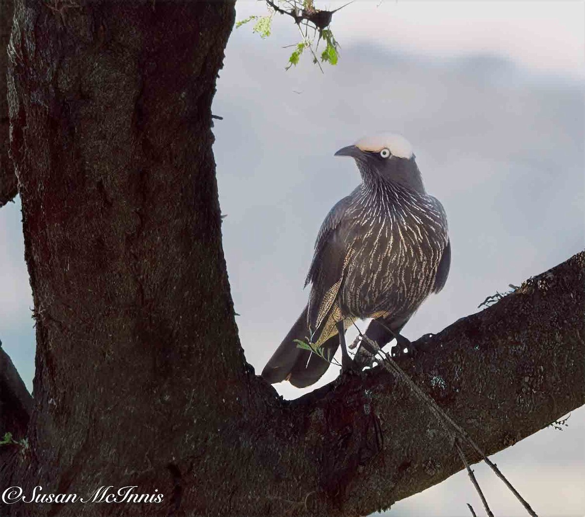 White-crowned Starling - ML636168194