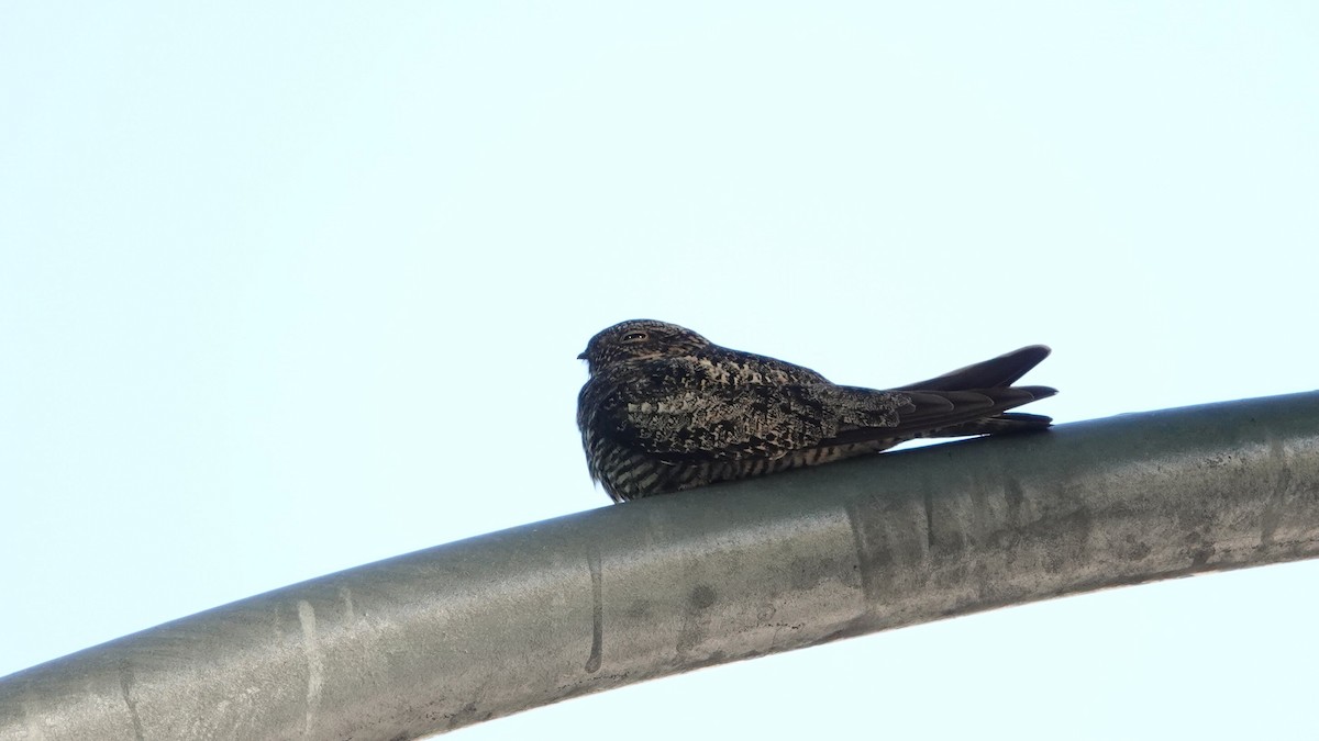 Common Nighthawk - ML636168196