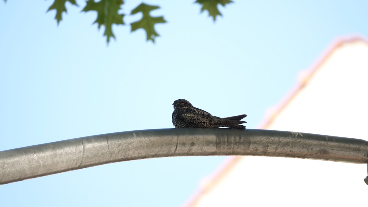 Common Nighthawk - ML636168197