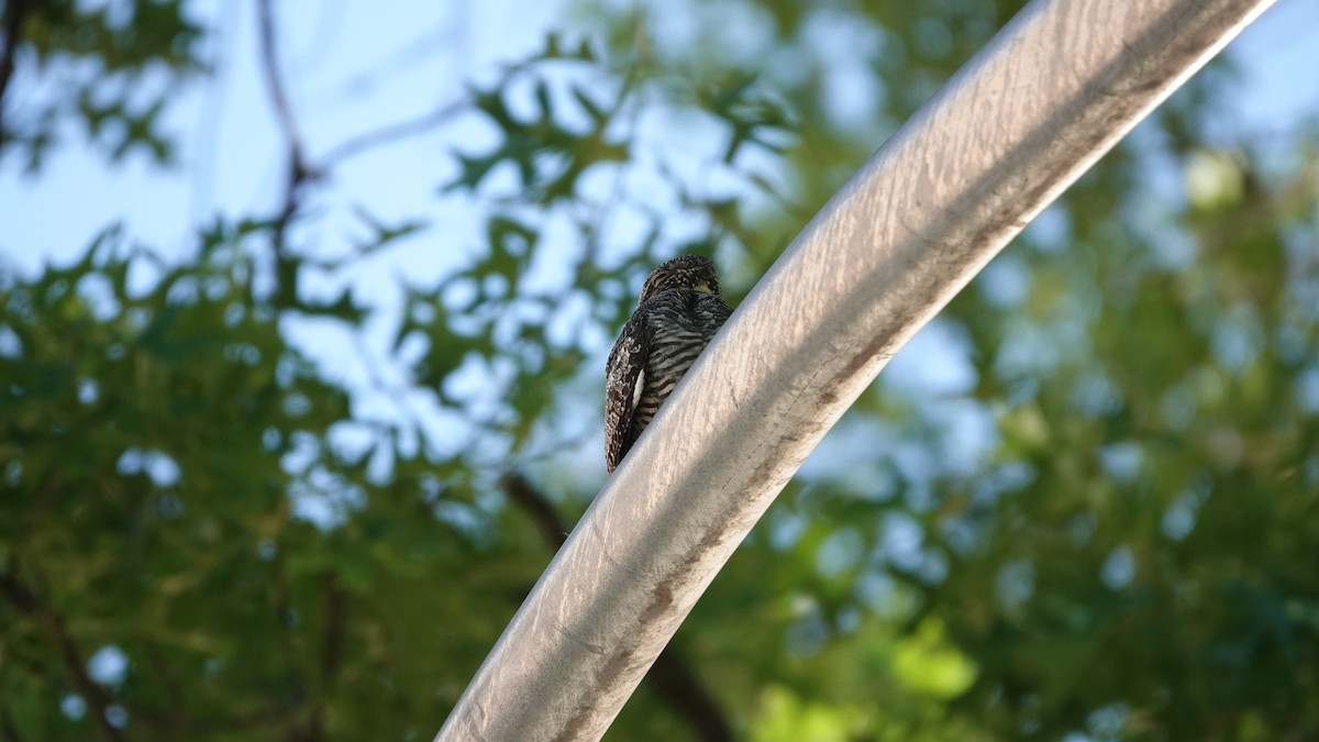 Common Nighthawk - ML636168198