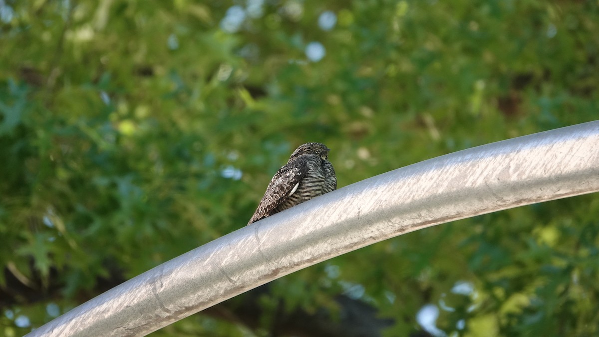 Common Nighthawk - ML636168199