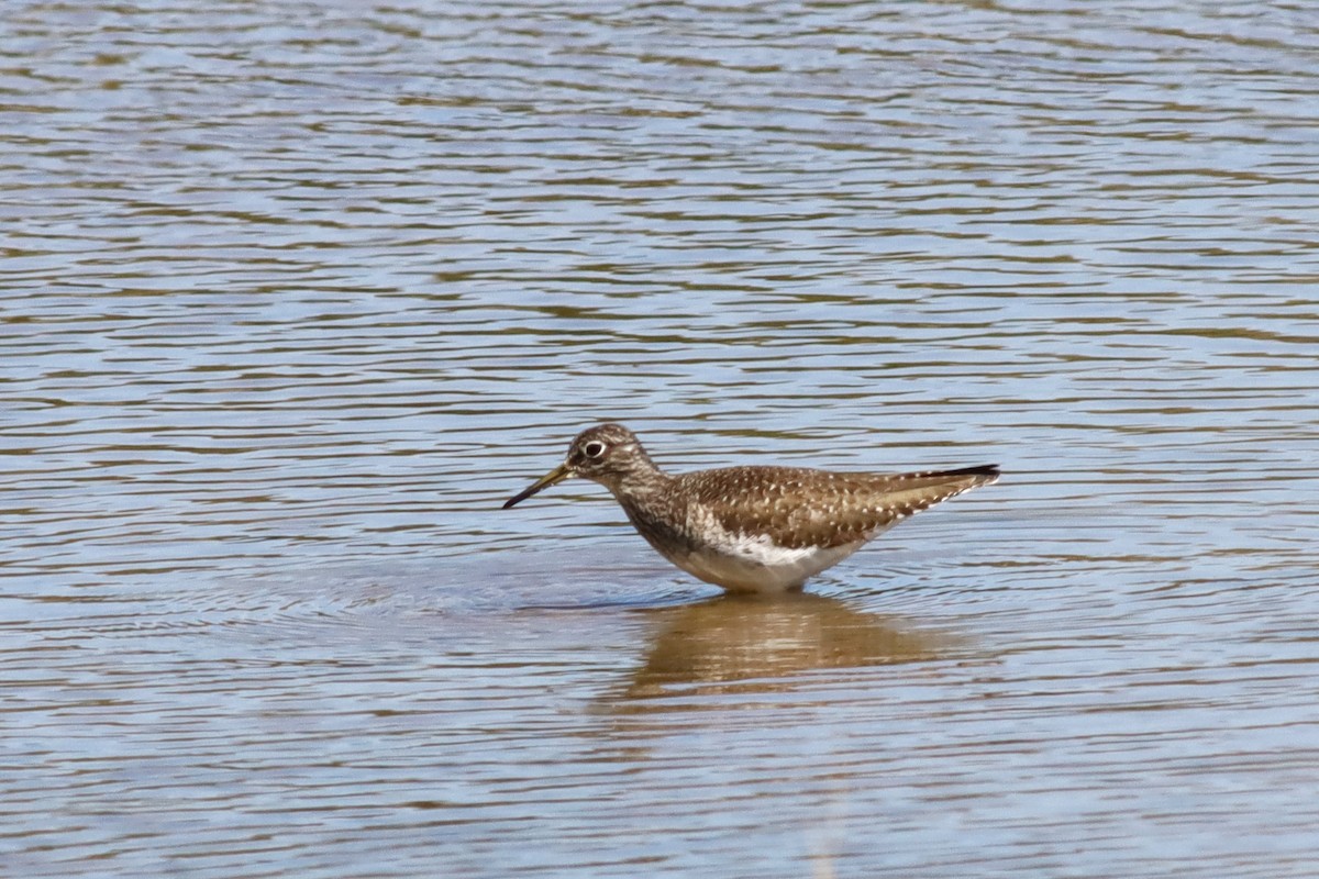 Solitary Sandpiper - ML636168209