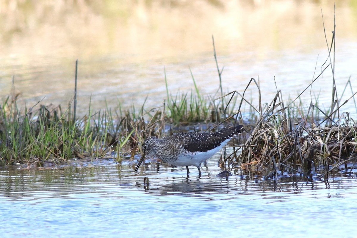 Solitary Sandpiper - ML636168210