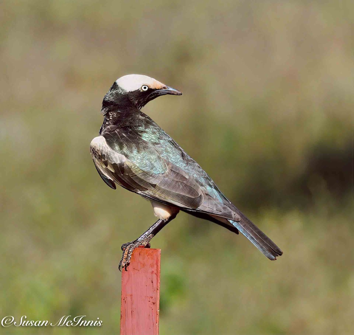 White-crowned Starling - ML636168225