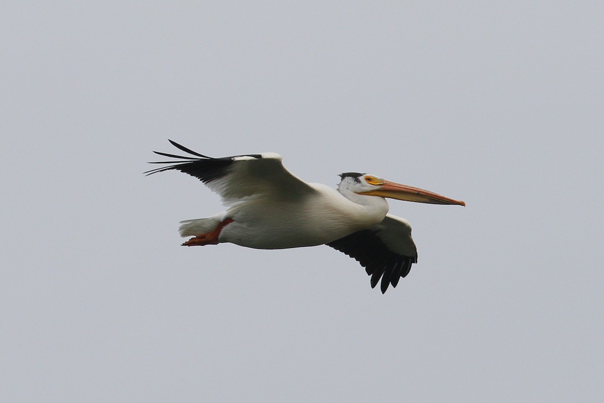 American White Pelican - ML636168254