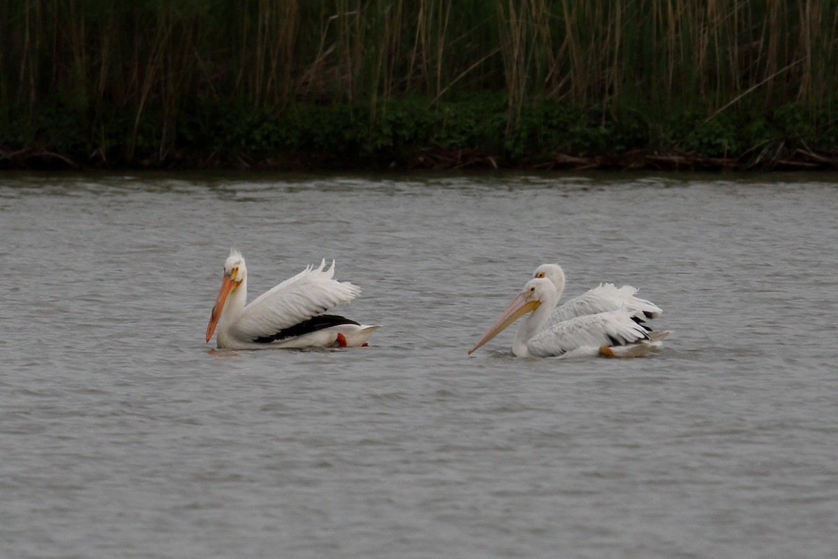 American White Pelican - ML636168285