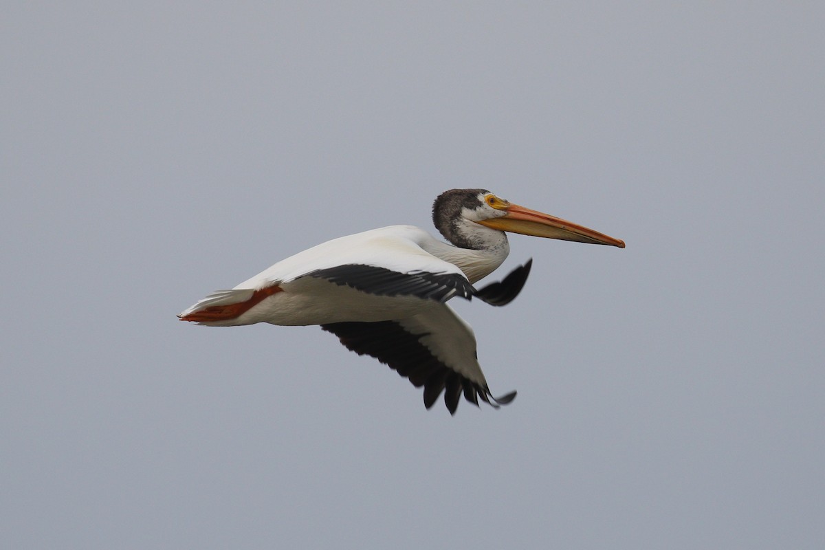 American White Pelican - ML636168310