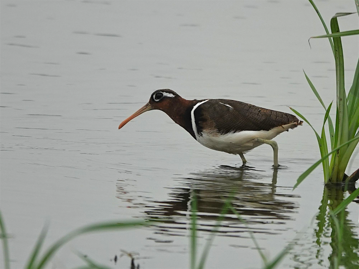 Greater Painted-Snipe - ML636168354